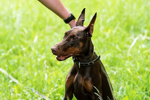 doberman mouth open