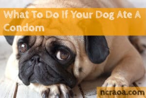 dog ate condom