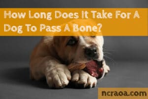dog bone