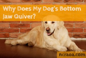 dog bottom jaw quiver