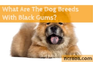 dog breeds black gums