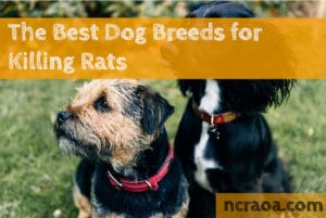 dog breeds killing rats