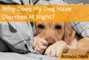 dog diarrhea at night