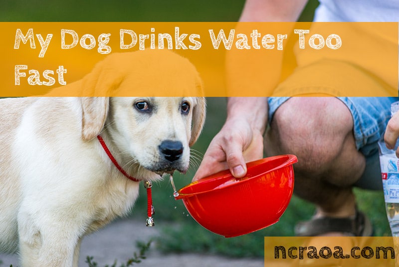 My Dog Drinks Water Too Fast | National Canine Research Association Of America