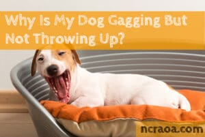 dog gagging but not throwing up