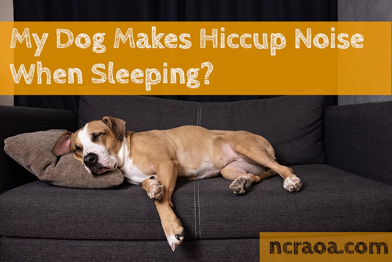 Why dog makes noise in sleep