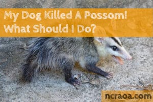 dog killed possum