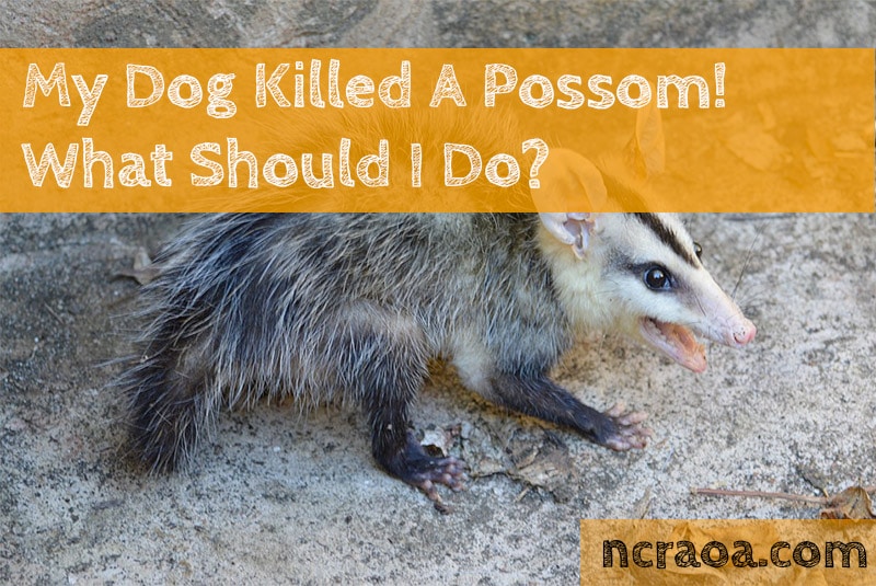 do dogs kill possums