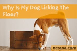 dog licking floor