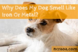 dog smells like metal