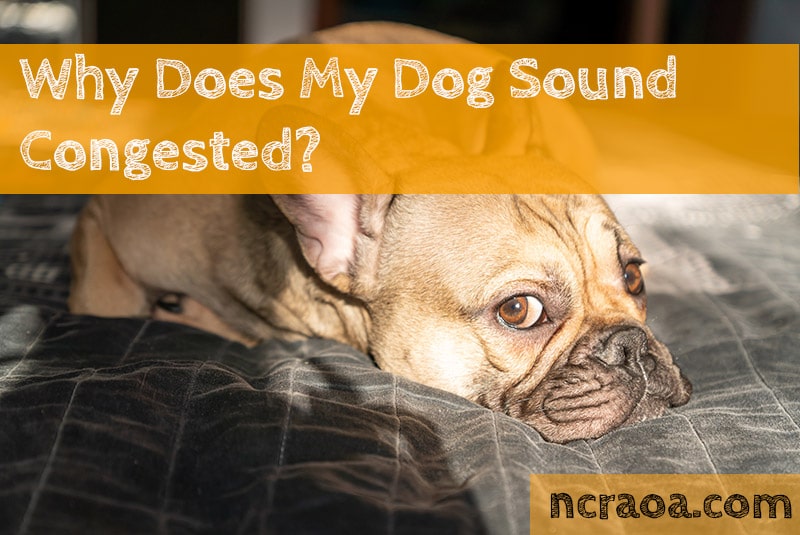 Why Does My Dog Sound Congested? NCRAOA