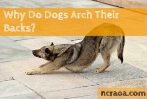 dogs arch backs