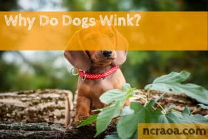 why do dogs wink