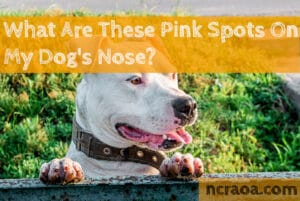 pink spots dog nose