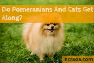 pomeranians and cats