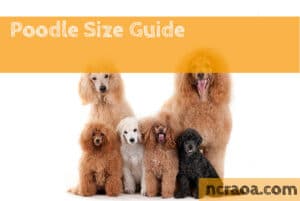 poodle sizes