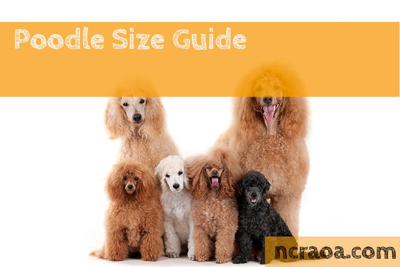 what are the various sizes of poodles