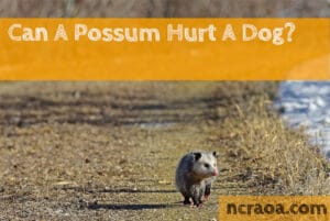 possum hurt dog