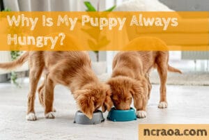 puppy always hungry
