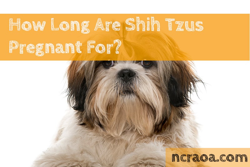 How Long Are Shih Tzus Pregnant For National Canine Research How Long Are Shih Tzus Pregnant For National Canine Research