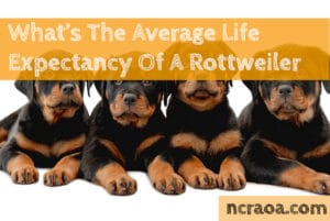 Rottweiler life span