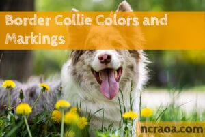 border collie colors markings