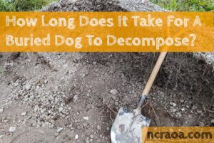 how long buried dog decompose