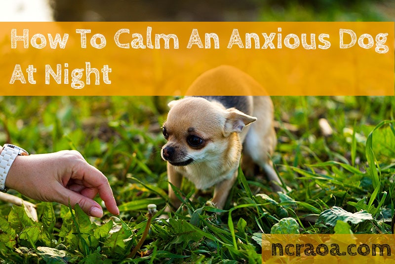 how-to-calm-an-anxious-dog-at-night-5-ways-to-deal-with-anxiety