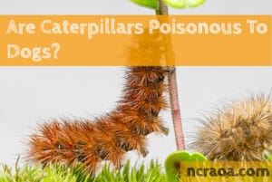 Are Caterpillars Poisonous to Dogs? 