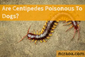 centipede poison dogs