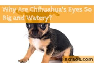 chihuahua eyes big watery