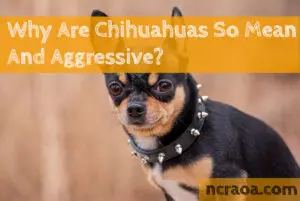 chihuahuas mean and angry