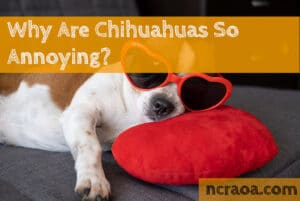 chihuahuas annoying