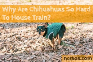 chihuahuas hard to house train