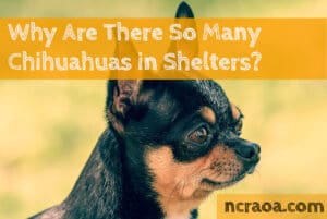 so many chihuahuas in shelters