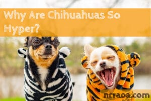 chihuahuas so hyper