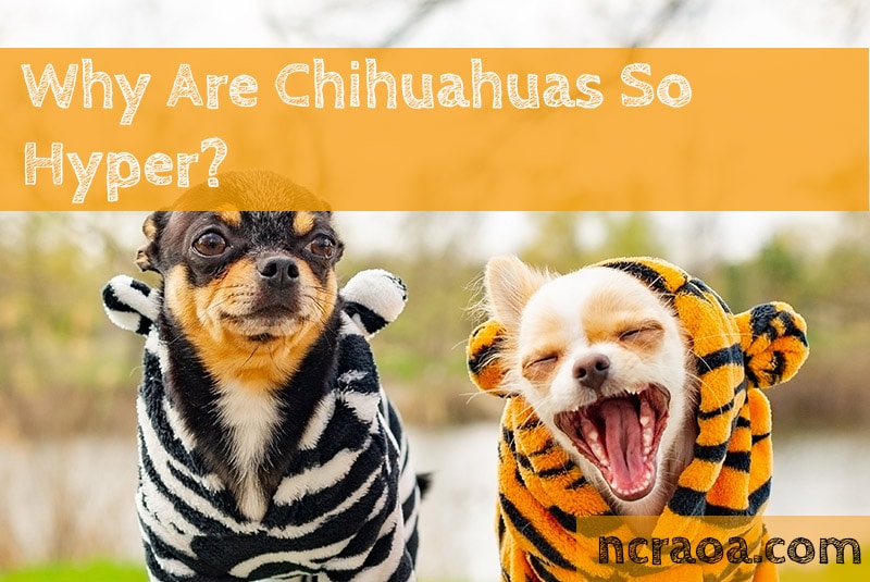 are chihuahuas hyper