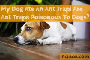 dog ate ant trap