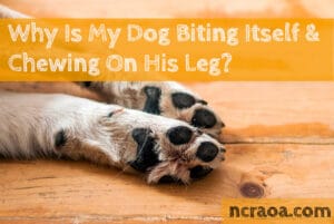 dog chewing own leg