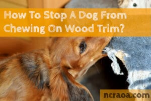 dog chewing wood trim