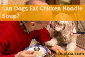 dog eat chicken noodle soup