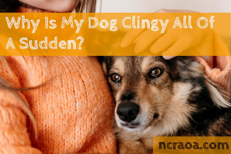 Why Is My Dog Clingy All Of A Sudden? | National Canine Research