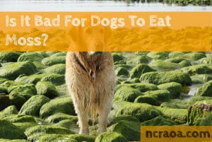 dog eat moss