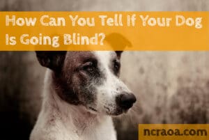 dog going blind signs and symptoms