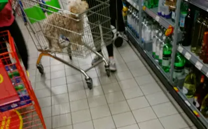 dog in trolley in ASDA