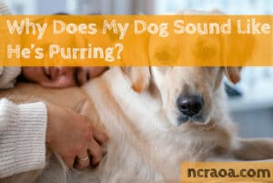 dog purrs