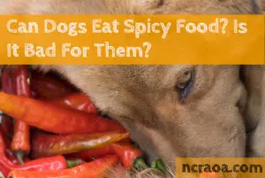 can dogs eat spicy foods