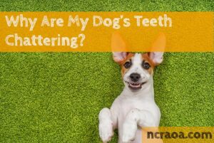 dog teeth chattering