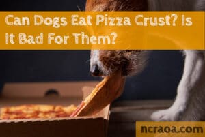 dogs eat pizza crust