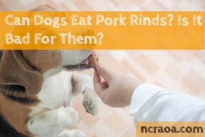 dogs eat pork rinds